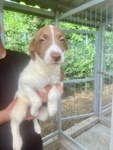 ROMY, Hund, Mischlingshund in Rumänien - Bild 4