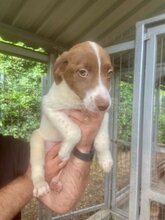 ROMY, Hund, Mischlingshund in Rumänien - Bild 5