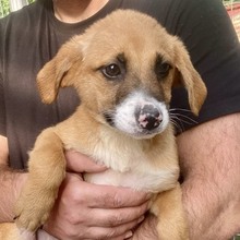 OREO, Hund, Mischlingshund in Rumänien - Bild 1