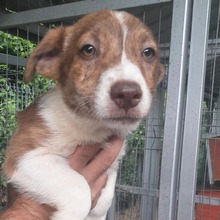 BOUNTY, Hund, Mischlingshund in Rumänien - Bild 1