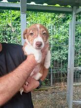 BOUNTY, Hund, Mischlingshund in Rumänien - Bild 2