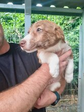 BOUNTY, Hund, Mischlingshund in Rumänien - Bild 3
