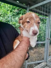 BOUNTY, Hund, Mischlingshund in Rumänien - Bild 4