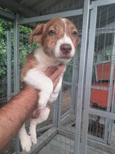 BOUNTY, Hund, Mischlingshund in Rumänien - Bild 5