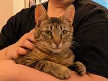 FINDUS, Katze, Europäisch Kurzhaar in Ludwigshafen - Bild 1