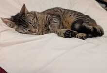 FINDUS, Katze, Europäisch Kurzhaar in Ludwigshafen - Bild 11