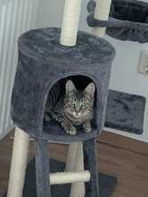 FINDUS, Katze, Europäisch Kurzhaar in Ludwigshafen - Bild 12