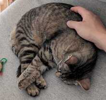 FINDUS, Katze, Europäisch Kurzhaar in Ludwigshafen - Bild 13