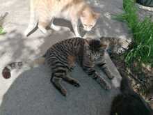 FINDUS, Katze, Europäisch Kurzhaar in Ludwigshafen - Bild 14