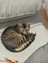 FINDUS, Katze, Europäisch Kurzhaar in Ludwigshafen - Bild 15