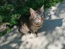 FINDUS, Katze, Europäisch Kurzhaar in Ludwigshafen - Bild 16