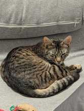 FINDUS, Katze, Europäisch Kurzhaar in Ludwigshafen - Bild 17