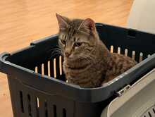 FINDUS, Katze, Europäisch Kurzhaar in Ludwigshafen - Bild 18