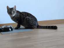 FINDUS, Katze, Europäisch Kurzhaar in Ludwigshafen - Bild 19
