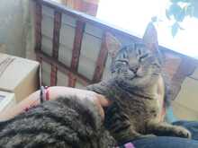 FINDUS, Katze, Europäisch Kurzhaar in Ludwigshafen - Bild 2