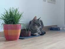 FINDUS, Katze, Europäisch Kurzhaar in Ludwigshafen - Bild 20
