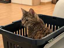 FINDUS, Katze, Europäisch Kurzhaar in Ludwigshafen - Bild 3