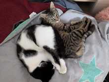 FINDUS, Katze, Europäisch Kurzhaar in Ludwigshafen - Bild 4
