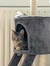 FINDUS, Katze, Europäisch Kurzhaar in Ludwigshafen - Bild 7