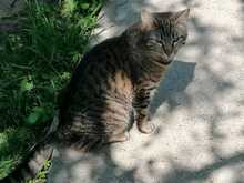 FINDUS, Katze, Europäisch Kurzhaar in Ludwigshafen - Bild 8