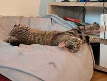 FINDUS, Katze, Europäisch Kurzhaar in Ludwigshafen - Bild 9