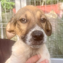 TWIX, Hund, Mischlingshund in Rumänien - Bild 1