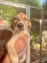 TWIX, Hund, Mischlingshund in Rumänien - Bild 2