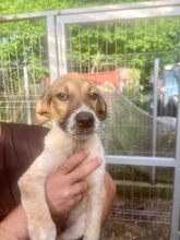 TWIX, Hund, Mischlingshund in Rumänien - Bild 3