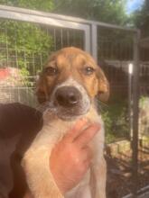 TWIX, Hund, Mischlingshund in Rumänien - Bild 4
