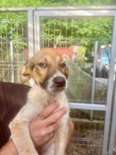 TWIX, Hund, Mischlingshund in Rumänien - Bild 5