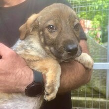 MUFFIN, Hund, Mischlingshund in Rumänien - Bild 1