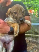 MUFFIN, Hund, Mischlingshund in Rumänien - Bild 2
