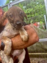 MUFFIN, Hund, Mischlingshund in Rumänien - Bild 3