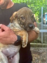 MUFFIN, Hund, Mischlingshund in Rumänien - Bild 5