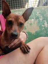 LANDO, Hund, Mischlingshund in Spanien - Bild 1