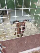 LANDO, Hund, Mischlingshund in Spanien - Bild 2