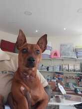 LANDO, Hund, Mischlingshund in Spanien - Bild 3