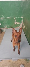 LANDO, Hund, Mischlingshund in Spanien - Bild 4