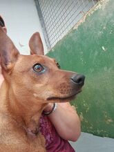 LANDO, Hund, Mischlingshund in Spanien - Bild 5