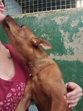 LANDO, Hund, Mischlingshund in Spanien - Bild 6
