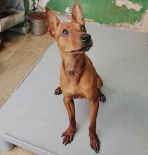 LANDO, Hund, Mischlingshund in Spanien - Bild 7
