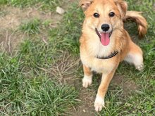 FILIPA, Hund, Mischlingshund in Rumänien - Bild 1