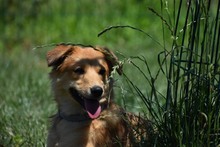 FILIPA, Hund, Mischlingshund in Rumänien - Bild 11