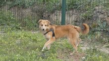 FILIPA, Hund, Mischlingshund in Rumänien - Bild 2