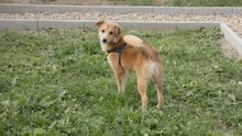 FILIPA, Hund, Mischlingshund in Rumänien - Bild 3