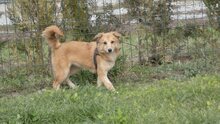 FILIPA, Hund, Mischlingshund in Rumänien - Bild 4