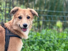 FILIPA, Hund, Mischlingshund in Rumänien - Bild 6