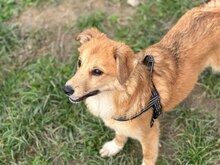FILIPA, Hund, Mischlingshund in Rumänien - Bild 7
