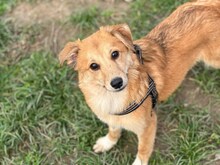 FILIPA, Hund, Mischlingshund in Rumänien - Bild 8
