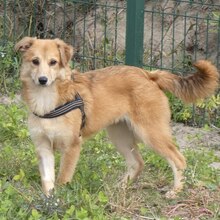 FILIPA, Hund, Mischlingshund in Rumänien - Bild 9
